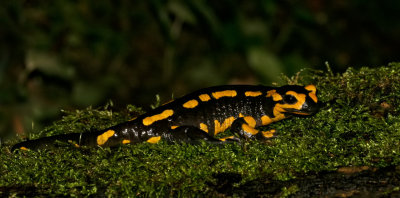 Vuursalamander / Fire Salamander