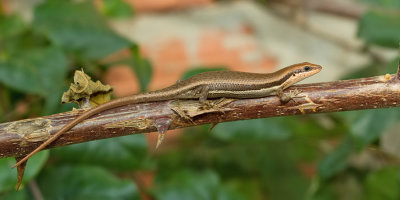 Brown-flanked skink / Bruinflank skink