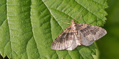 Dark-barred Twin-spot Carpet / Vierbandspanner