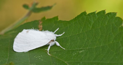 Yellow-tail / Donsvlinder