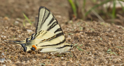Scarce Swallowtail / Koningspage 