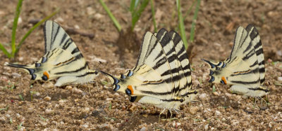 Scarce Swallowtail / Koningspage 
