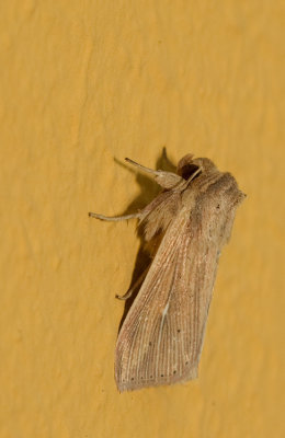 Southern Wainscot / Spitsvleugelgrasuil