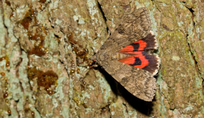Red underwing moth / Rood weeskind
