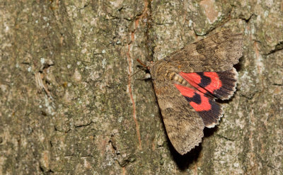 Red underwing moth / Rood weeskind
