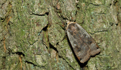Large Yellow Underwing / Huismoeder