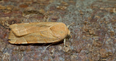 Broad-bordered yellow underwing / Breedbandhuismoeder