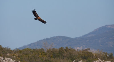 Eurasian Griffon Vulture / Vale gier