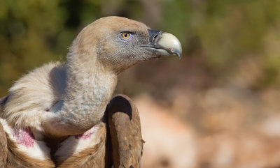 Eurasian Griffon Vulture / Vale gier