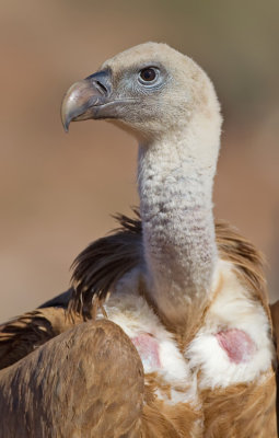 Eurasian Griffon Vulture / Vale gier