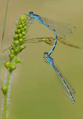 Ornate Bluet / Vogelwaterjuffer 