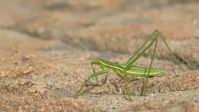 Saga campbelli 