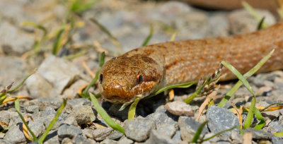 Smooth snake / Gladde slang