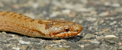 Smooth snake / Gladde slang