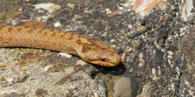 Smooth snake / Gladde slang