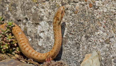 Smooth snake / Gladde slang
