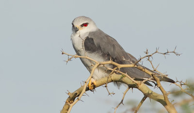 Black-winged kite / Grijze wouw