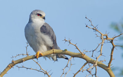 Black-winged kite / Grijze wouw