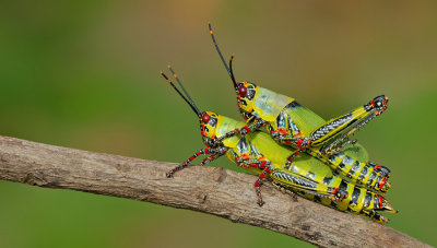 Variegated grasshopper / Zonocerus variegatus