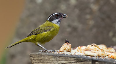 Sooty-capped Bush Tanager / Witbrauwtangare