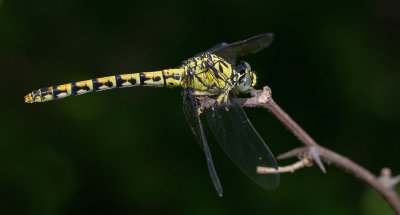 Small Pincertail / Kleine tanglibel