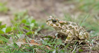 Green toad / Groene pad
