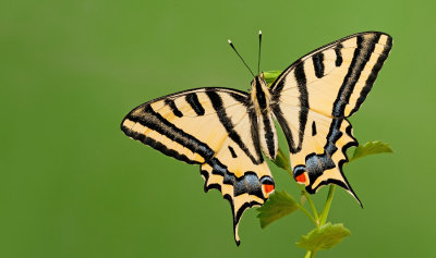 Southern Swallowtail / Zuidelijke koninginnenpage