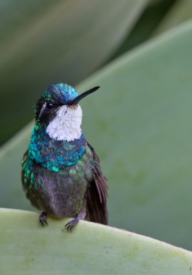 Grey-tailed Mountain-Gem / Grijsstaartjuweelkolibrie 