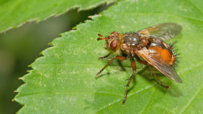 Tachina fera / Woeste sluipvlieg