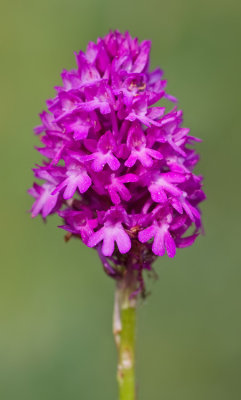 Pyramidal Orchid / Hondskruid