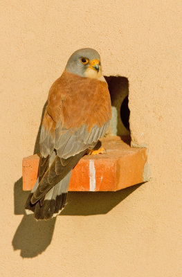 Lesser kestrel / Kleine torenvalk