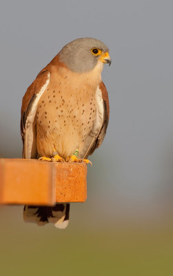Lesser kestrel / Kleine torenvalk