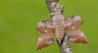 Poplar Hawkmoth / Populierenpijlstaart