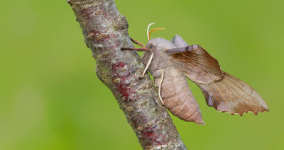 Poplar Hawkmoth / Populierenpijlstaart