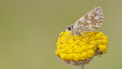 Orbed Red-underwing Skipper / Oostelijk kalkgraslanddikkopje
