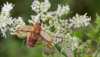 Amphimallon solstitiale / Junikever