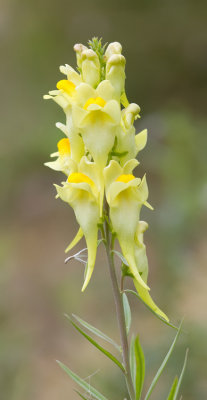 Linaria vulgaris / Vlasbekje