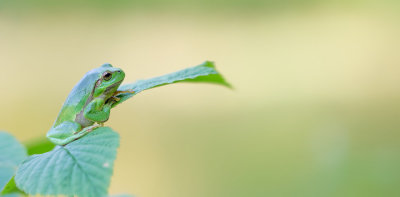 Common tree frog / Boomkikker