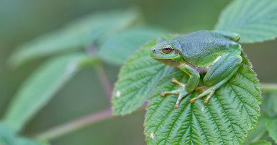 Common tree frog / Boomkikker