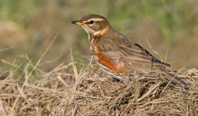 Redwing / Koperwiek