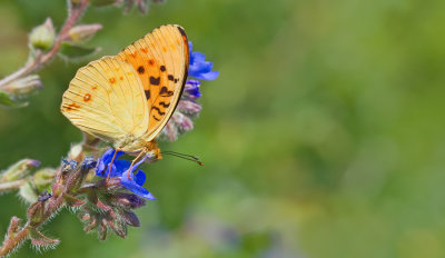 High Brown Fritillary / Bosrandparelmoervlinder