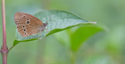 Ringlet / Koevinkje