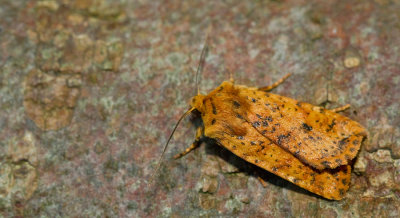 Conistra rubiginea / Gevlekte winteruil