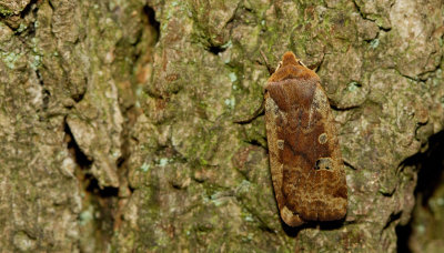 Conistra erythrocephala / Roodkopwinteruil
