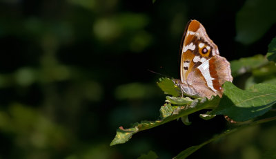 Purple Emperor / Grote Weerschijnvlinder