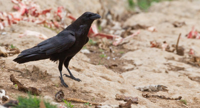 Raven / Raaf 