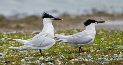 Sandwich tern / Grote stern 