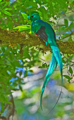 Resplendent Quetzal / Quetzal 