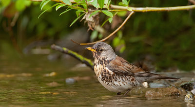 Fieldfare / Kramsvogel