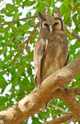 Verreaux's Eagle Owl / Verreaux-oehoe